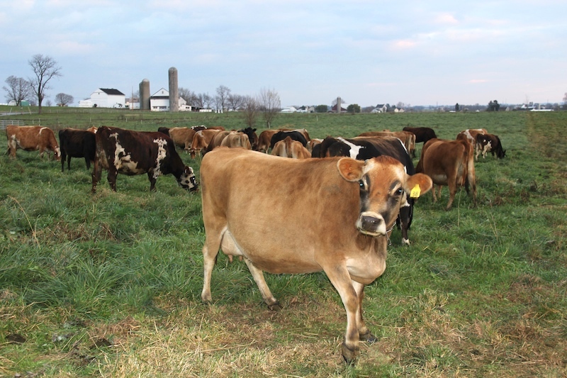 Cows grazing at the Millers' farm